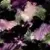 Mystic Amethyst (NC01)